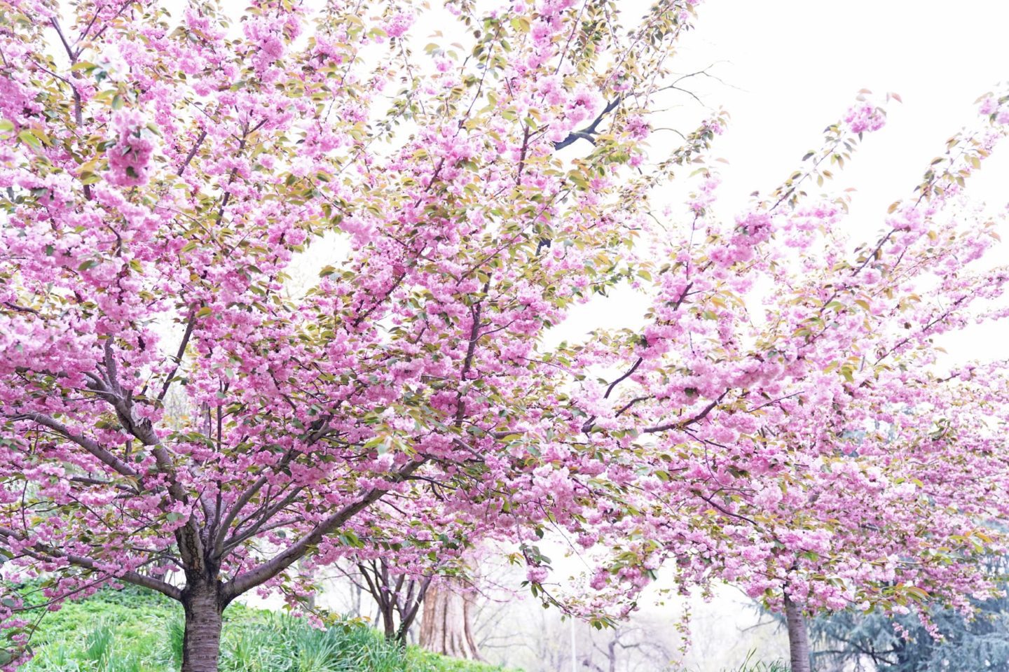 Cherry Blossom Trees Spring NYC | Fashion Groom Spot