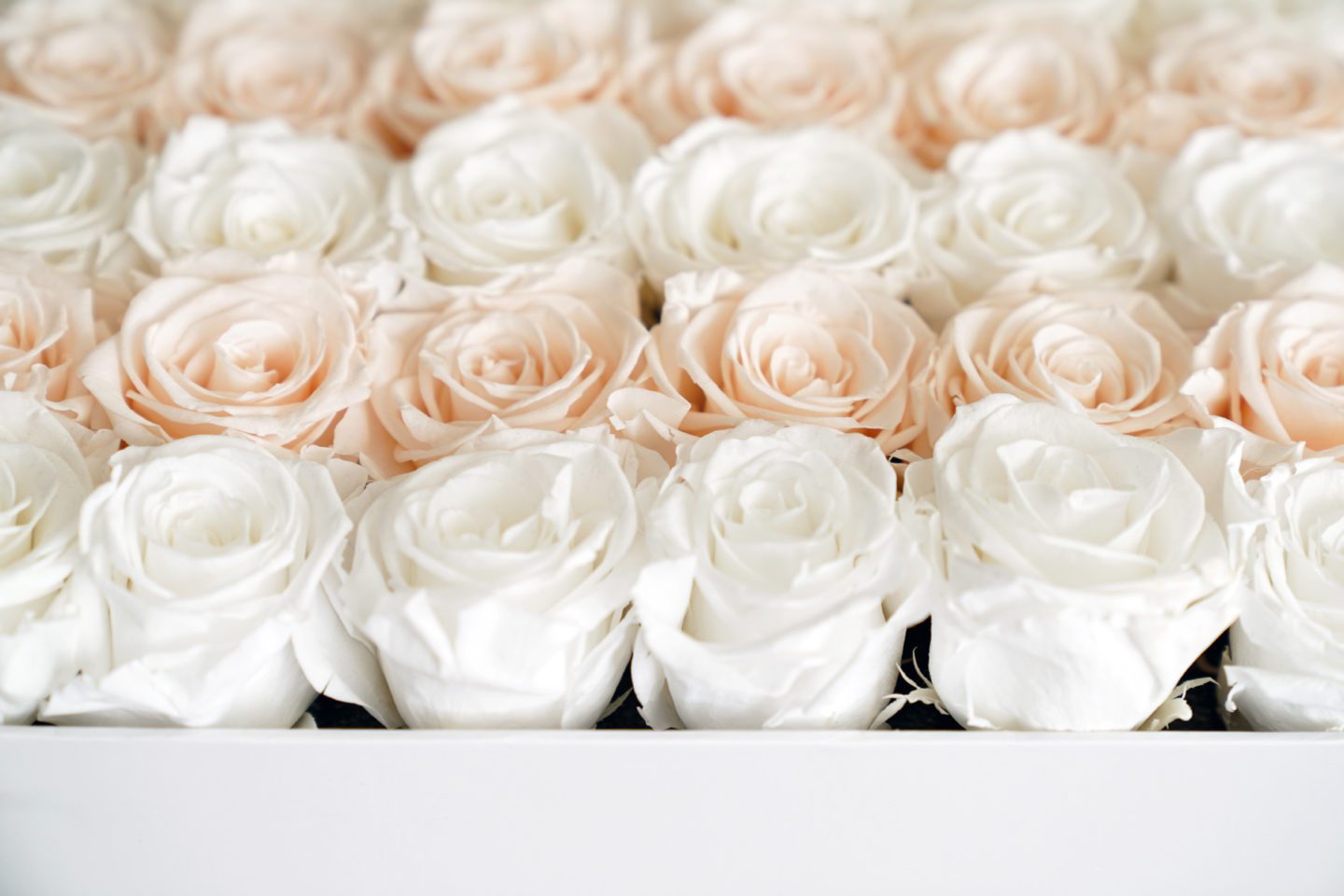 Venus Et Fleur Roses at 1 Year Mark