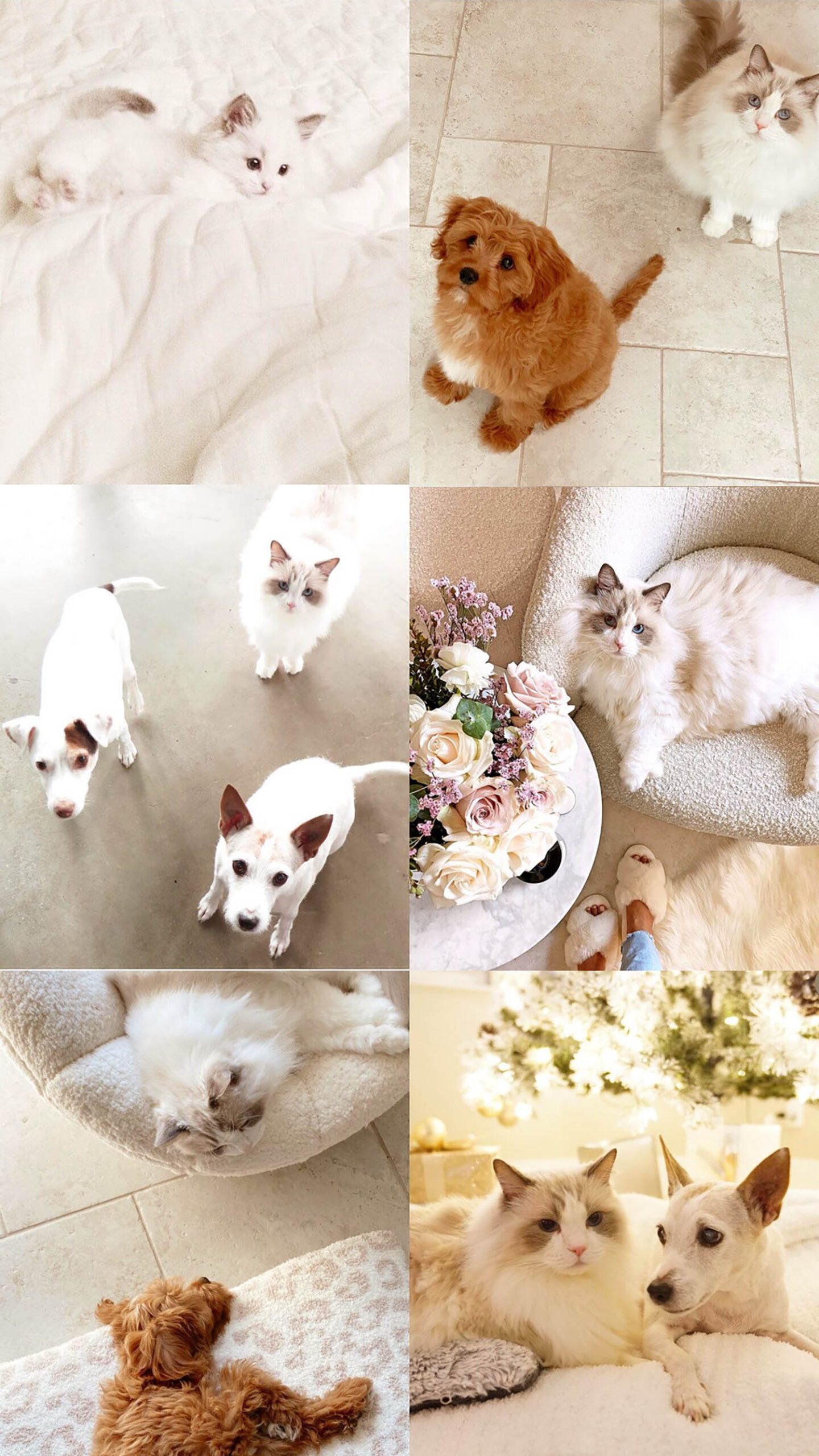 Happy 11 Birthday Kitty