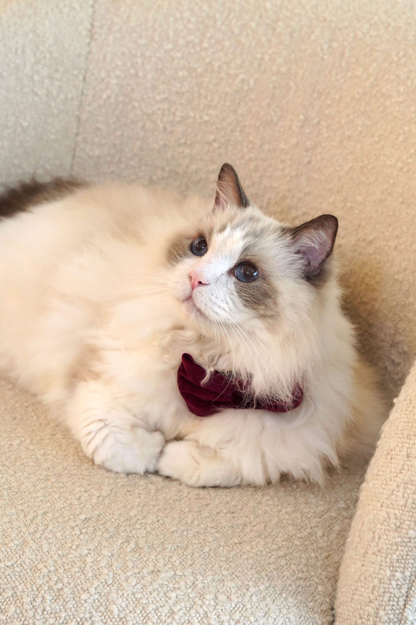 Merry Christmas 2023