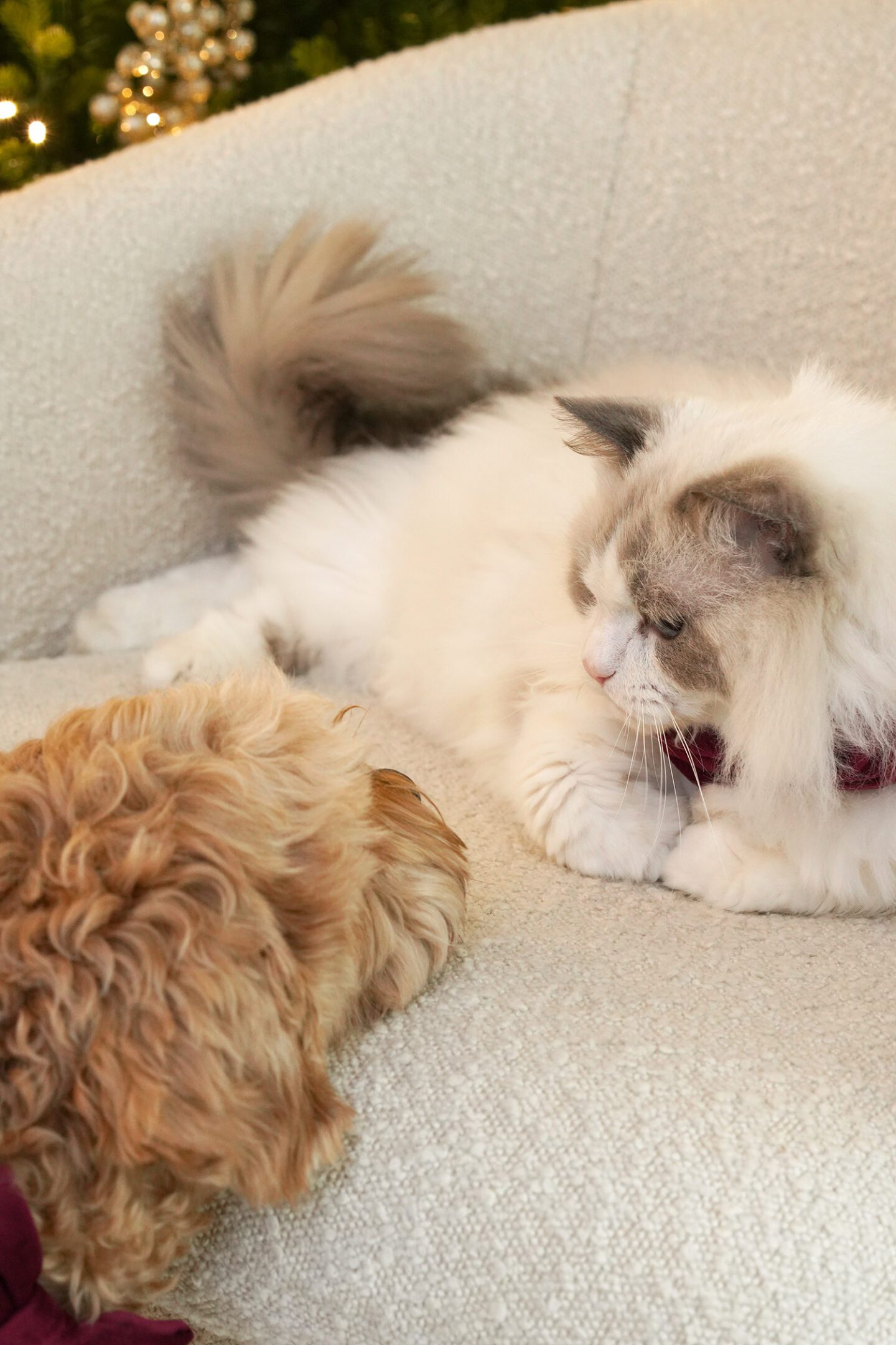 Merry Christmas 2023