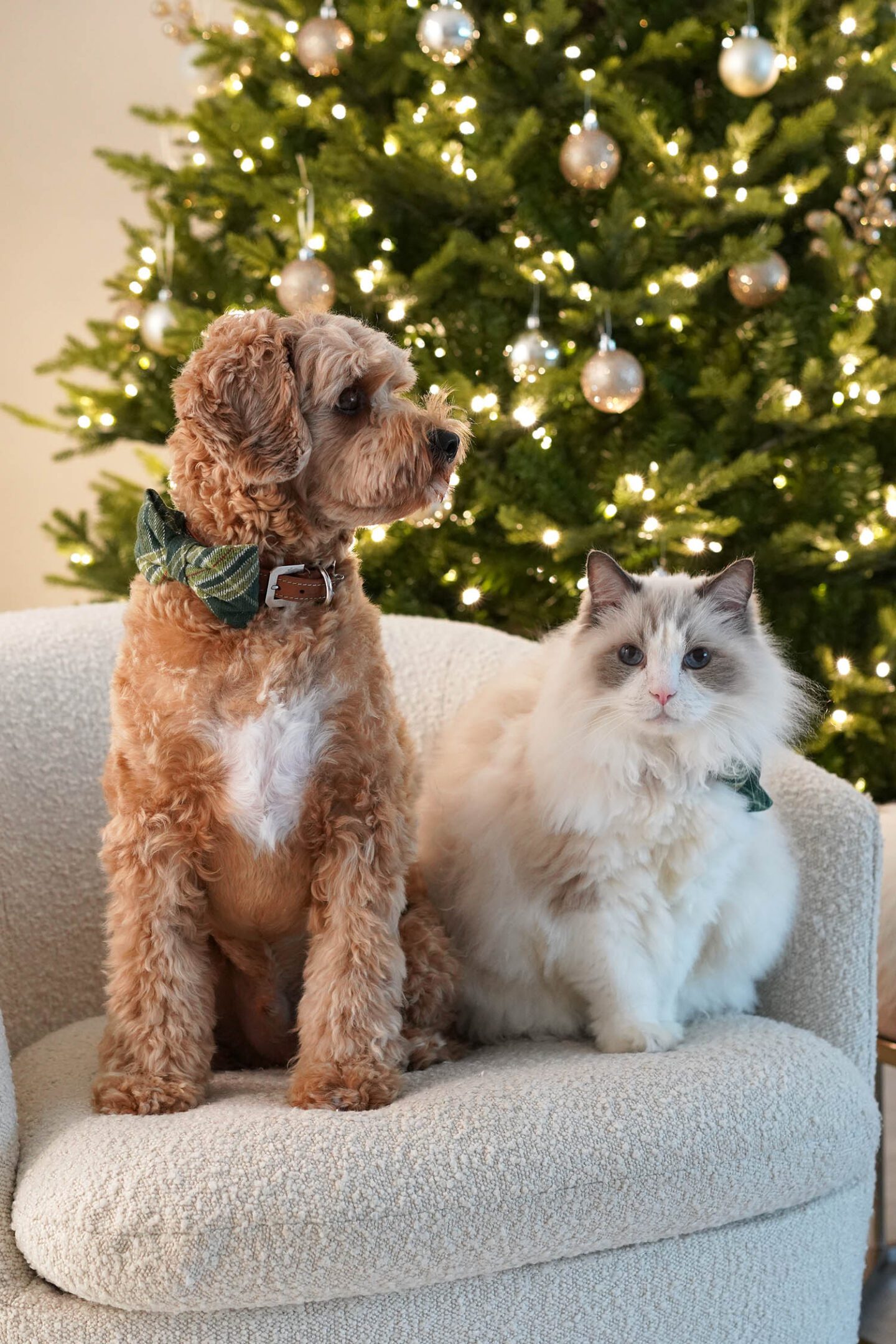 Merry Christmas 2023